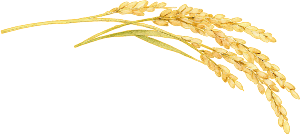 亿融策略 抢收、快烘、精碾！新米上餐桌啦